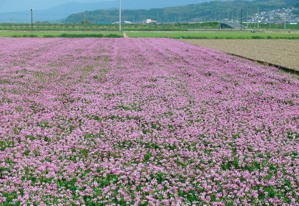 蓮華草