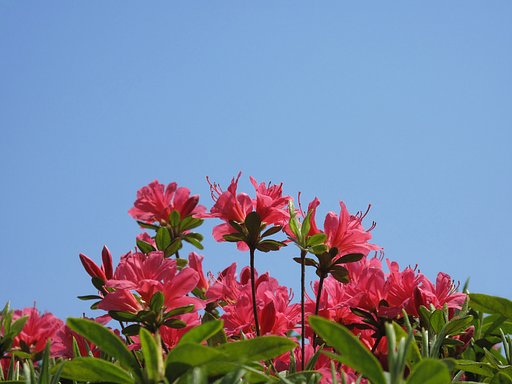 [おだやかに・・・・・春] ツツジ