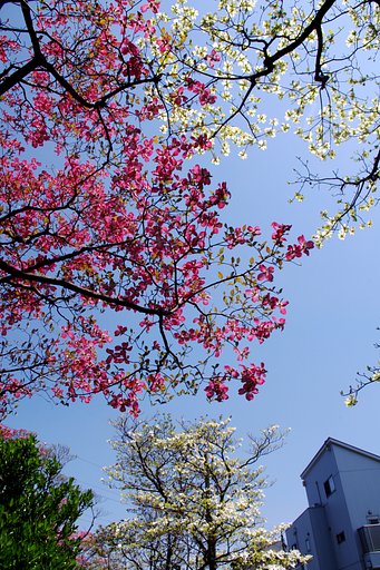 紅白