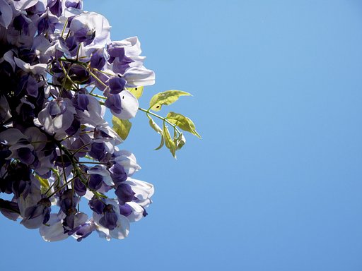 藤の花