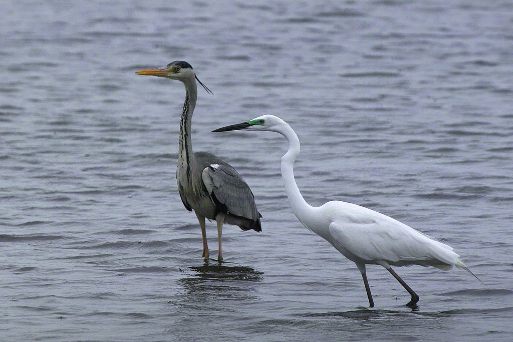 アオサギ＆ダイサギ