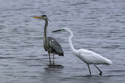 アオサギ＆ダイサギ