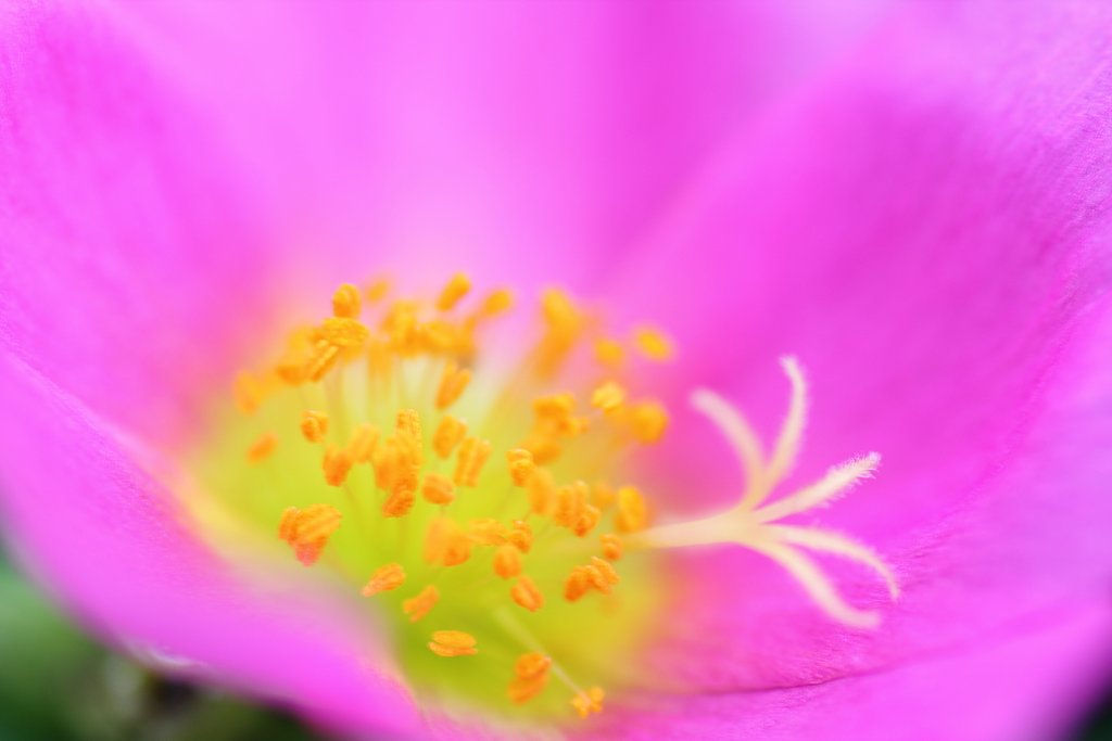 トロピカルな花芯