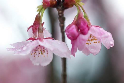 まだまだ桜です