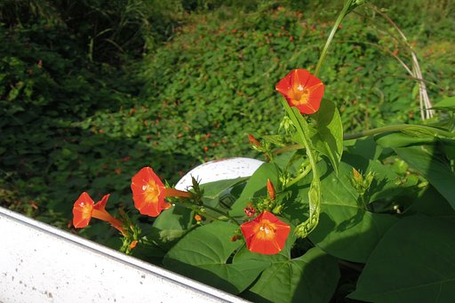 夏の朝