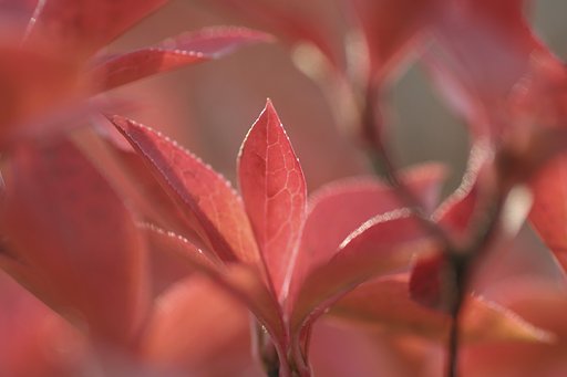 紅葉