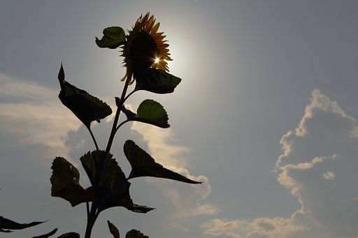 夏のなごり
