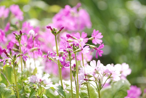 日本さくら草　私たちよ