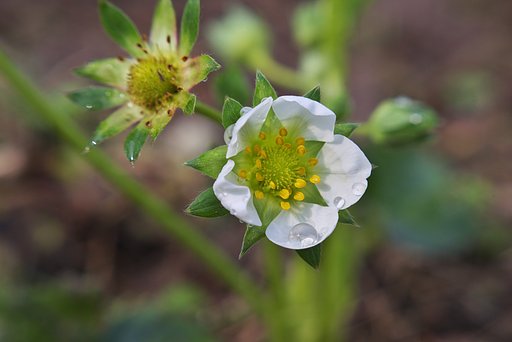 美味しいイチゴの花。