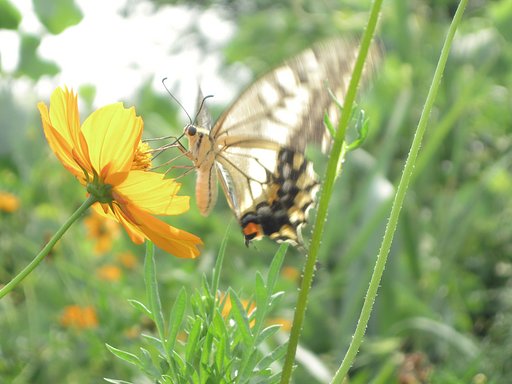 光透かす【肌】花とアゲハ