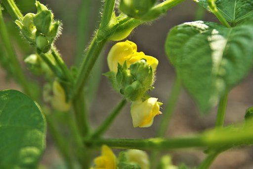 アズキの花