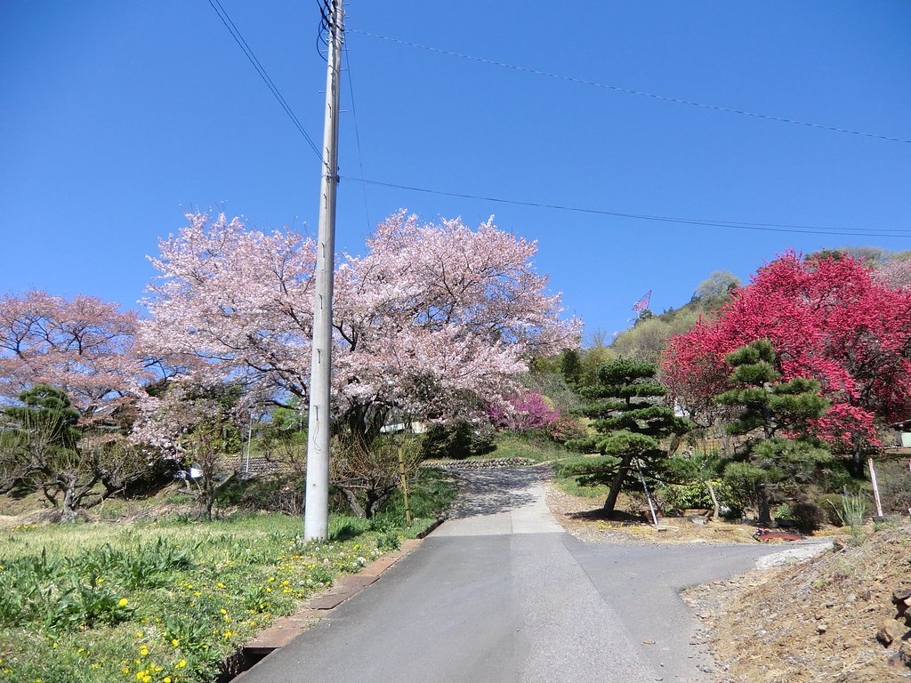 花の風景