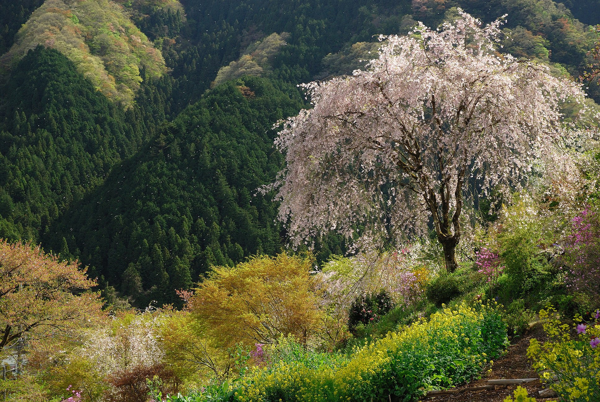 【質】桜散るころ