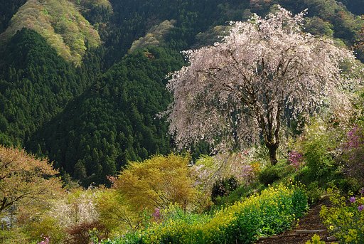 【質】桜散るころ