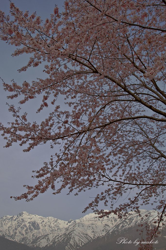 ５月の桜