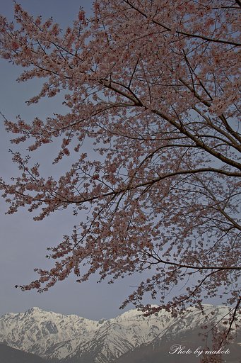 ５月の桜