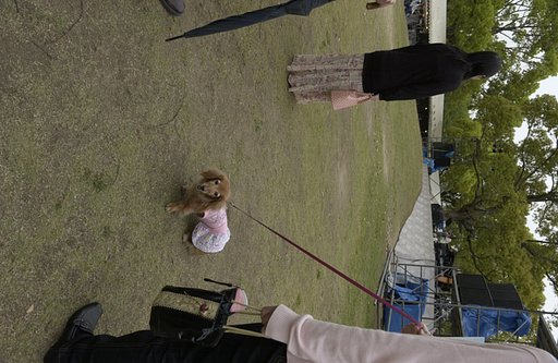 犬のくせにスカートをはいている