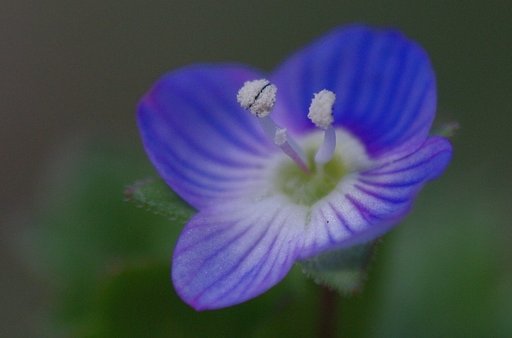【この色　好き！】  青い瞳