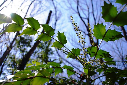 【この色、好き！】 太陽がくれた色