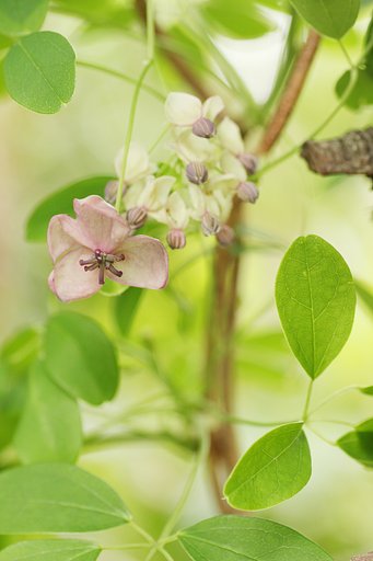 アケビの花
