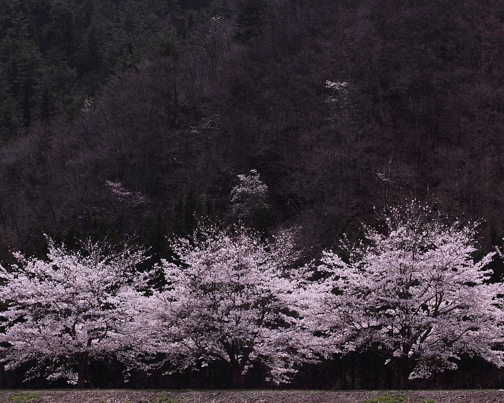 桜一光