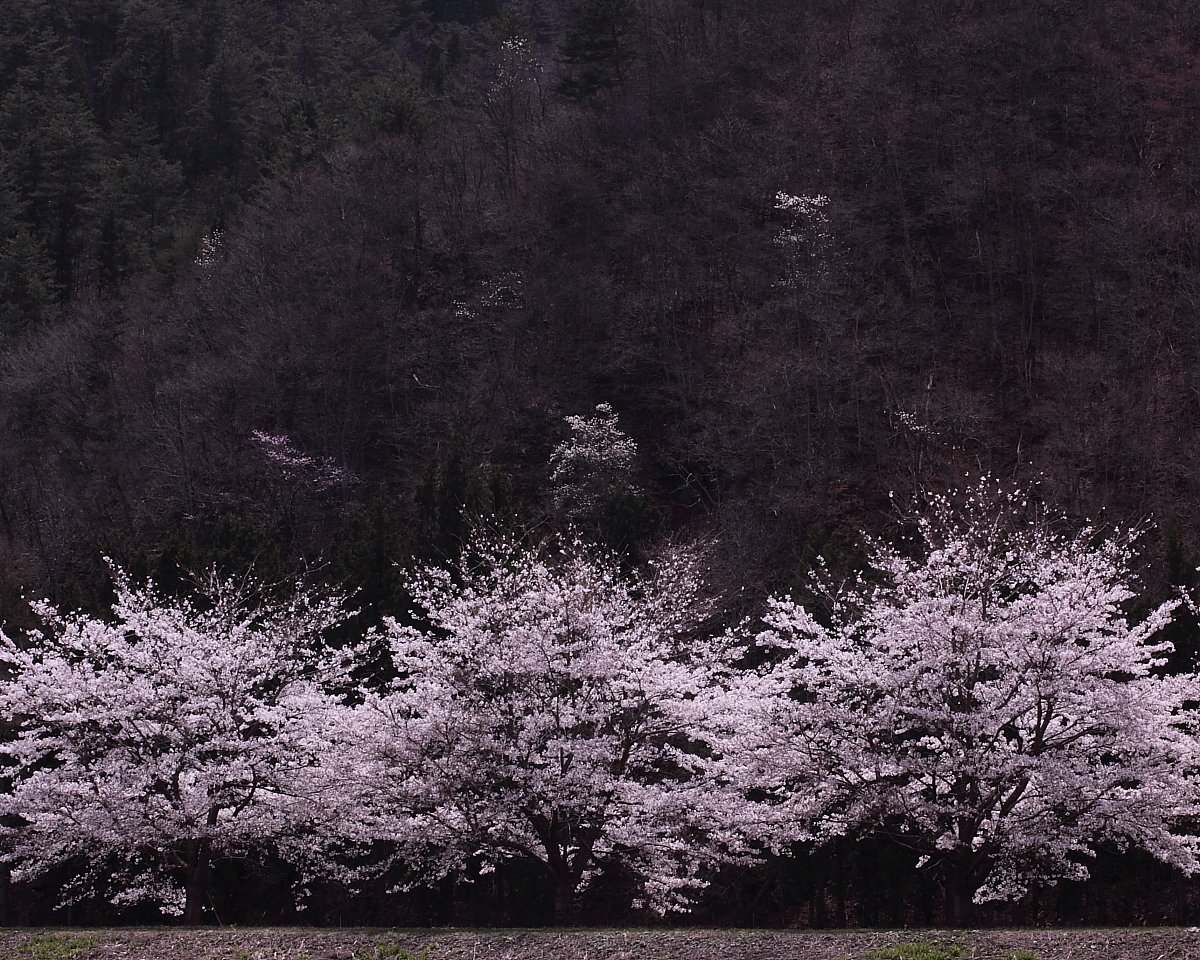 桜一光