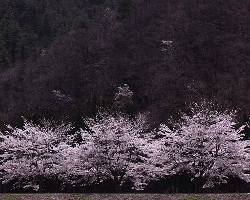 桜一光