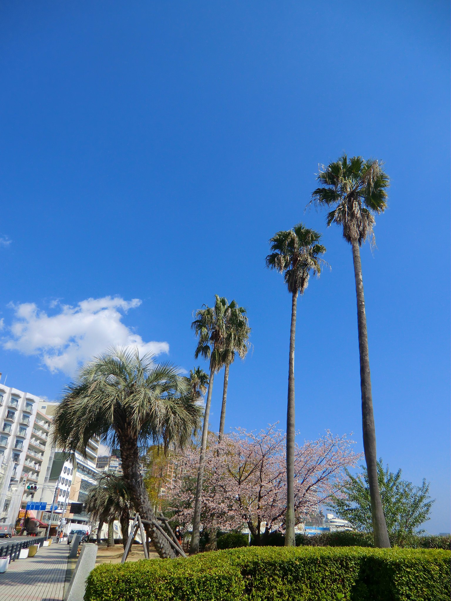 大寒桜と椰子