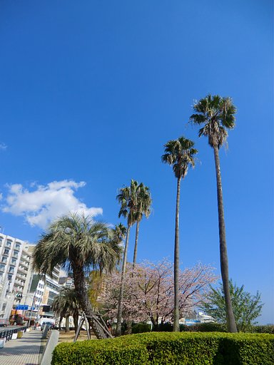 大寒桜と椰子
