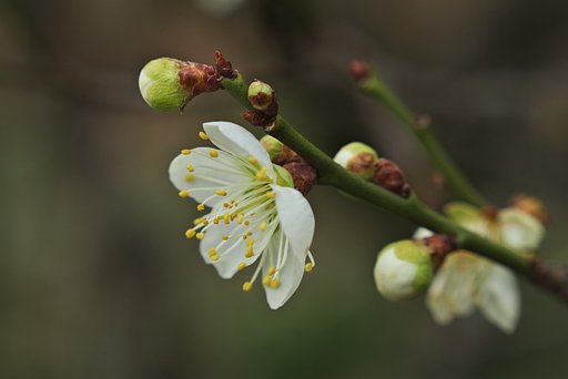 青軸性の白梅