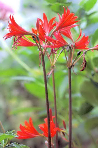 【この色　好き！】春の花＃14