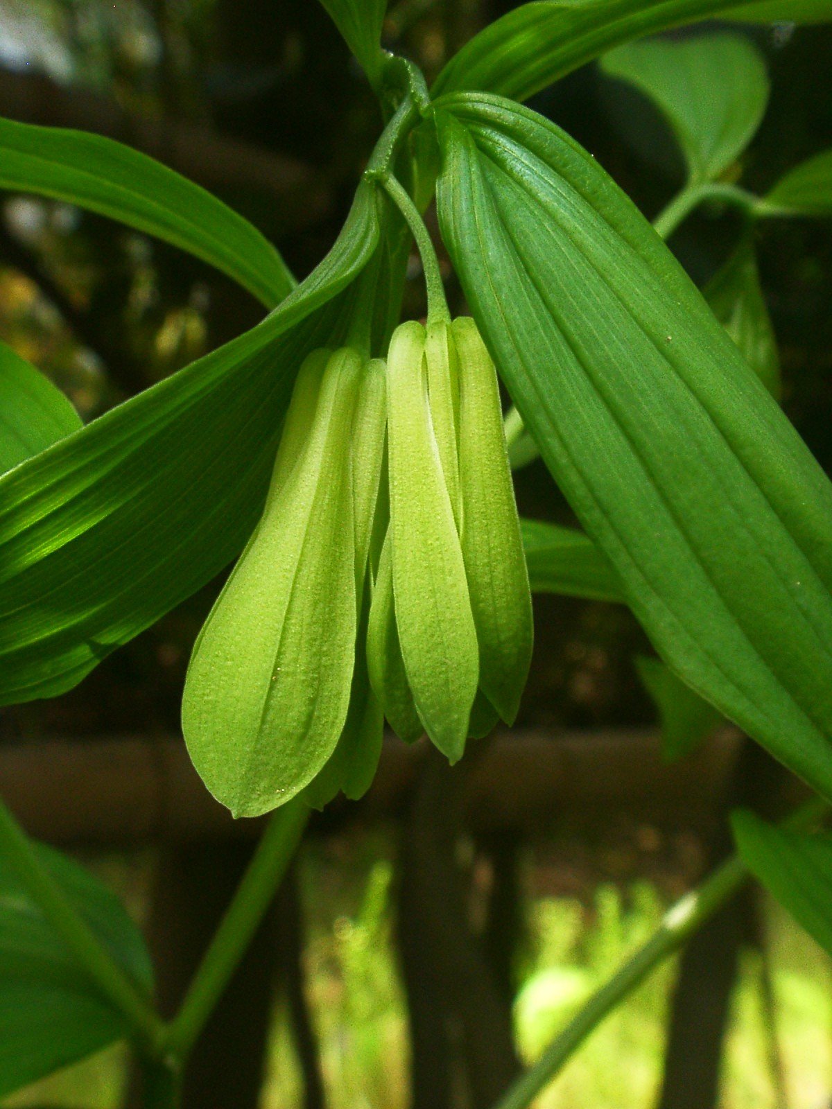 ホウチャクソウ