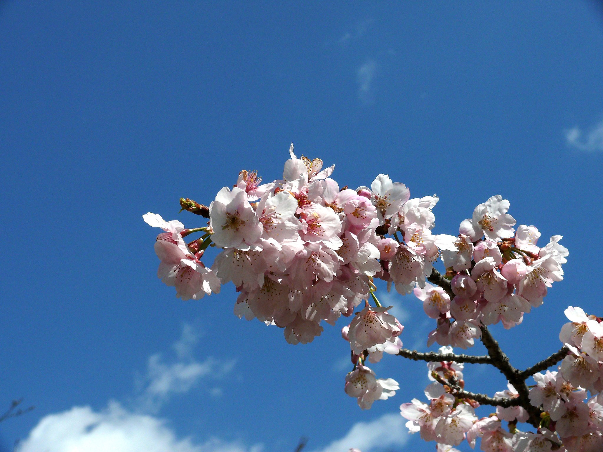 大寒桜