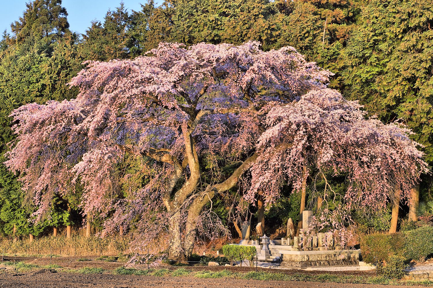 【おだやかに・・・春】 朝焼けの一本桜③