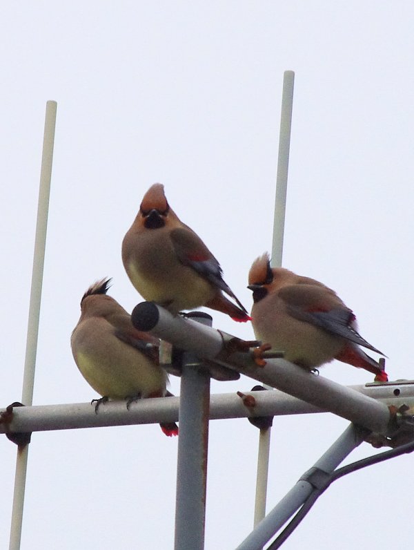 震災の日に見た鳥