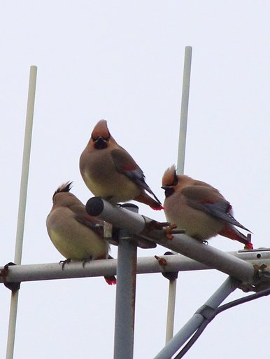 震災の日に見た鳥
