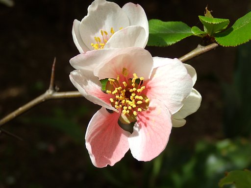 デジカメ初心者　花を撮る