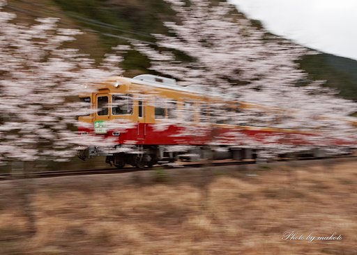 在来線桜流し・・・