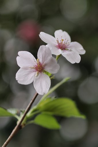 【おだやかに・・・春】 そっと、見守る。