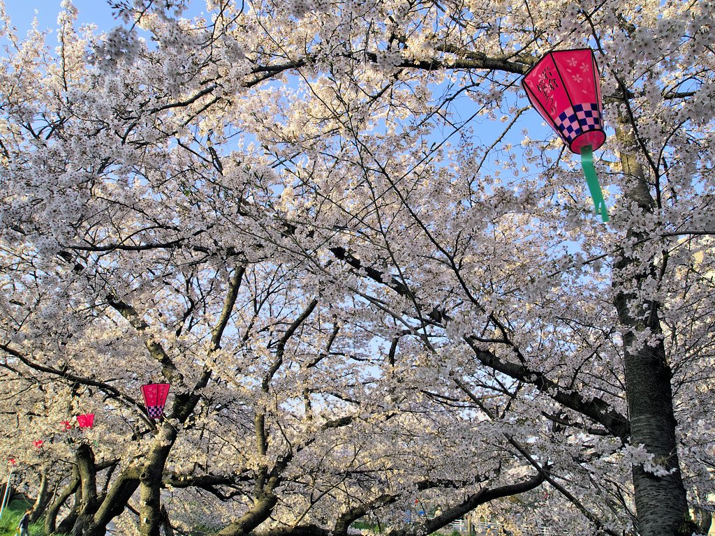 【おだやかに・・・春】 桜散策②