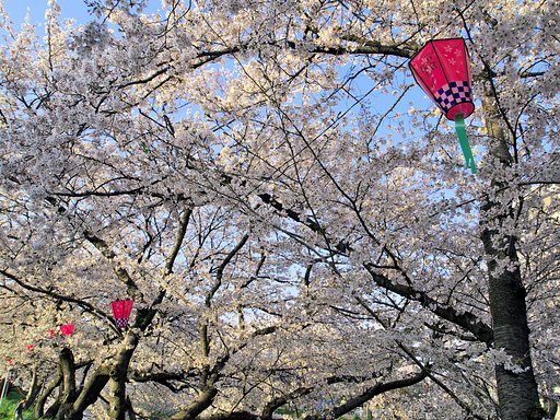【おだやかに・・・春】 桜散策②