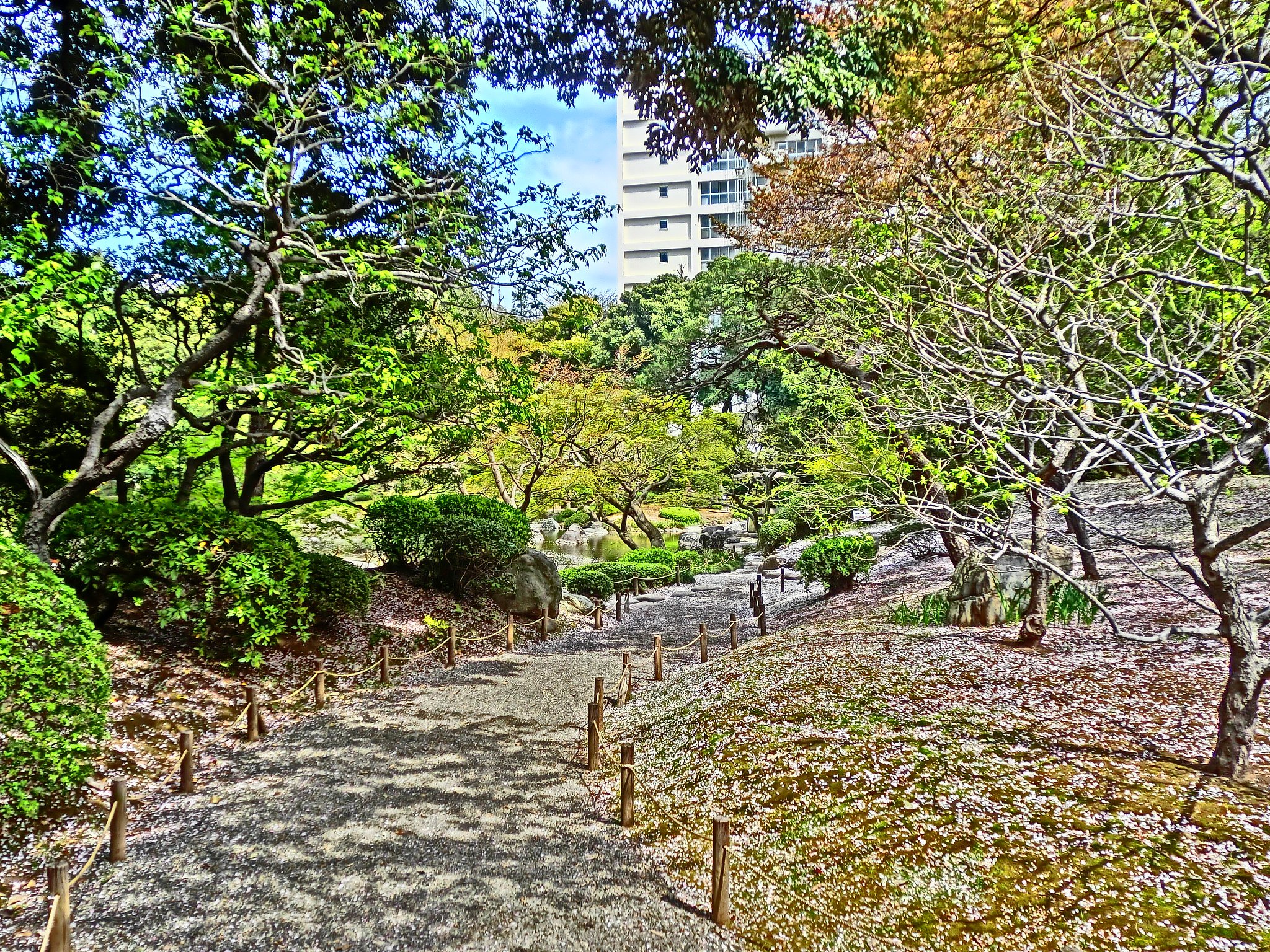地面に敷かれた桜