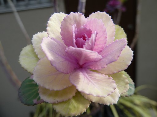 花キャベツⅡ世