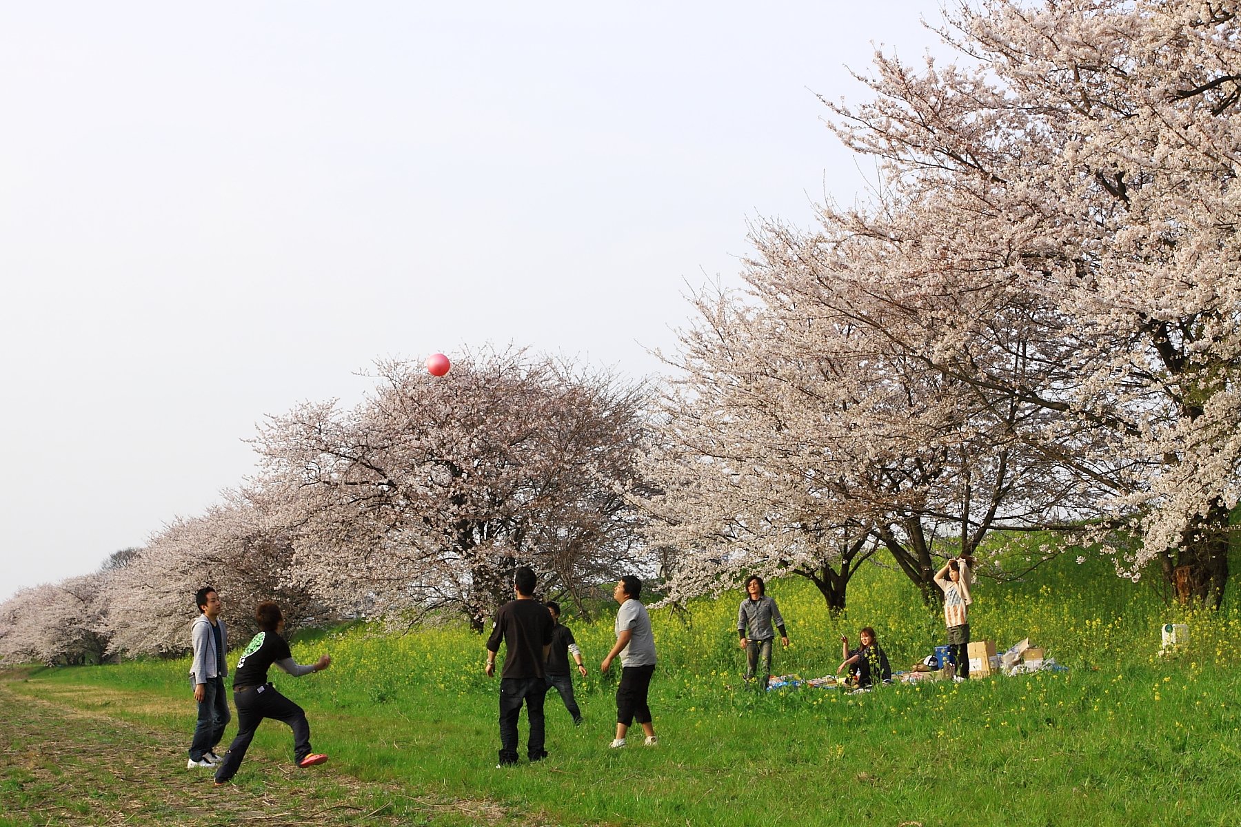 花見の後は・・・