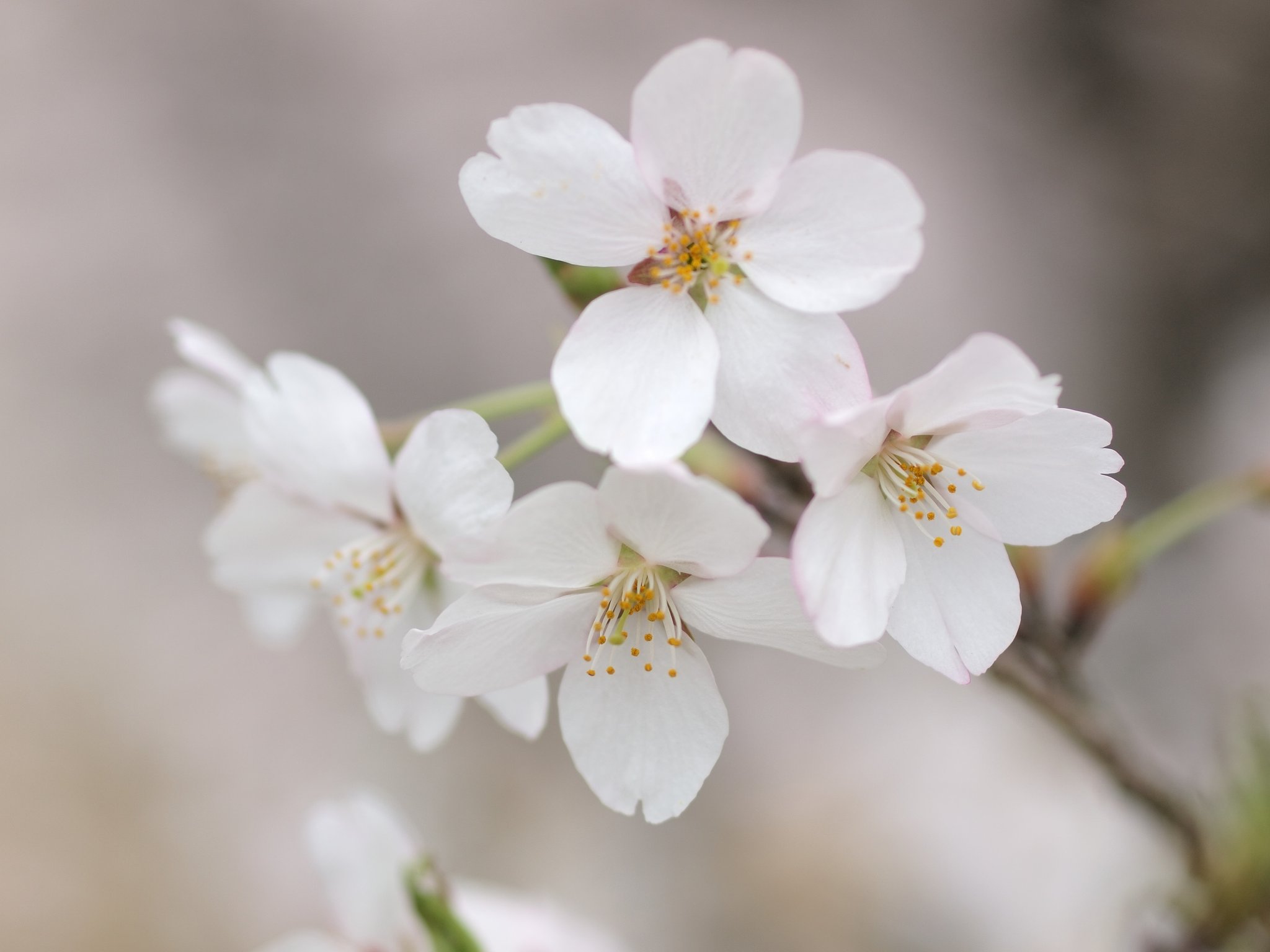 【おだやかに・・・春】 花曇り