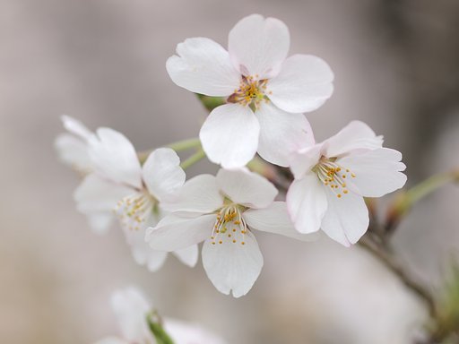 【おだやかに・・・春】 花曇り
