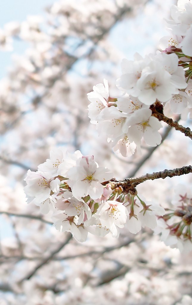 【おだやかに・・・春】桜