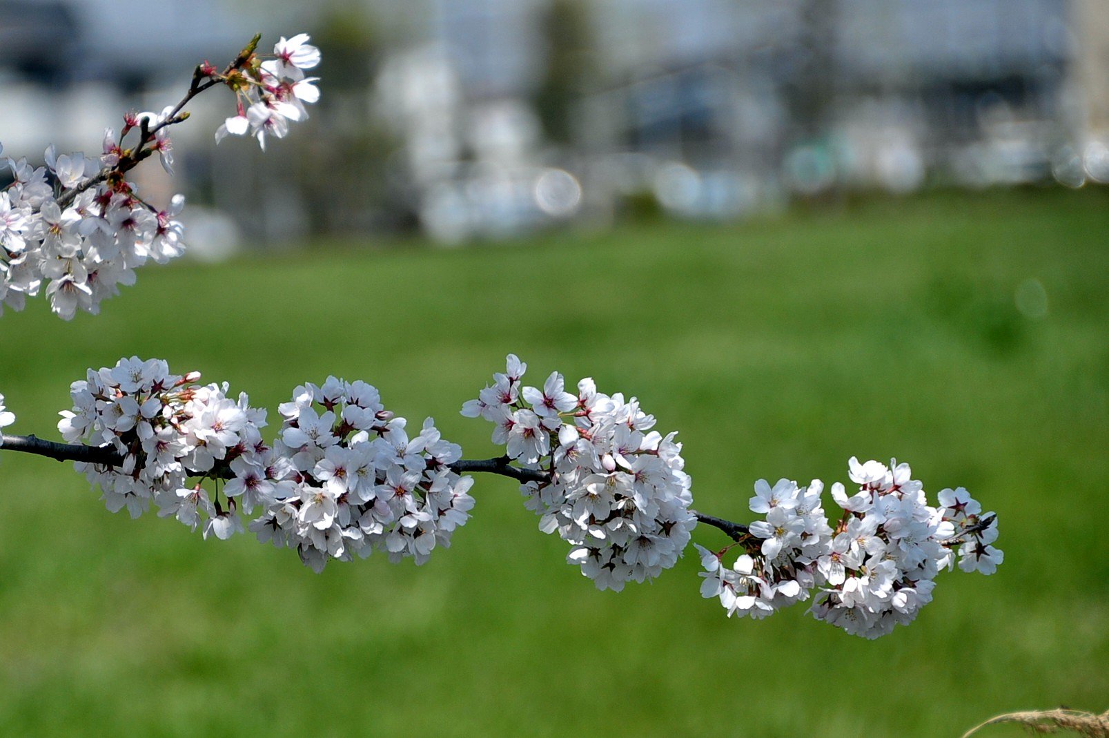 桜