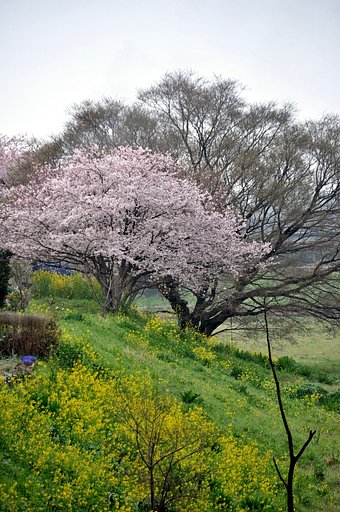 なにげに桜