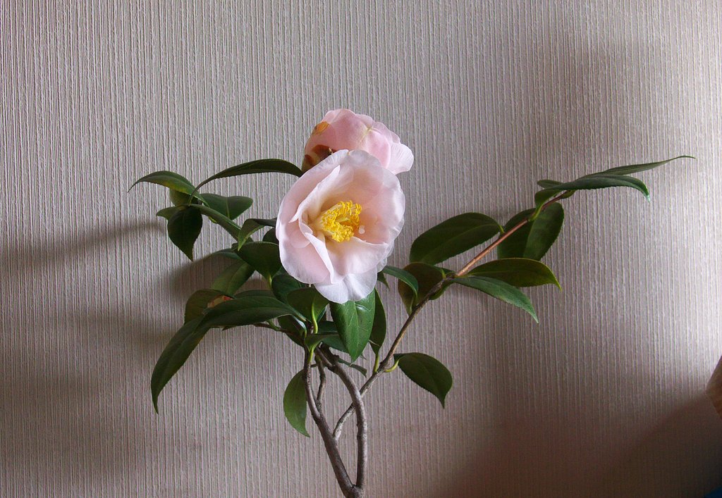 椿